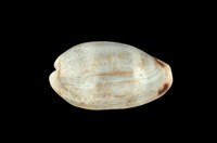 藏品(愛龍寶螺)的圖片